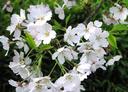 Blossoms.